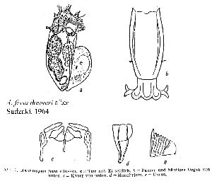 Donner, J (1943): Zoologischer Anzeiger 143 p.29, fig.7